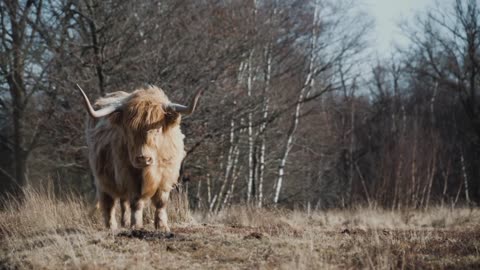 Wild Bull 😮😮 | Animal Video 2023 |