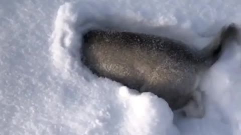 Little Husky hiding in snow ❄️🐶