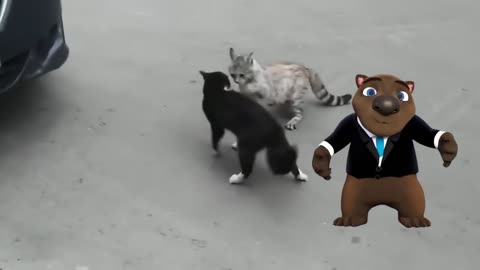 Funny Animals! 🐒 Cats Fighting 😾 Dogs Fighting 🐶