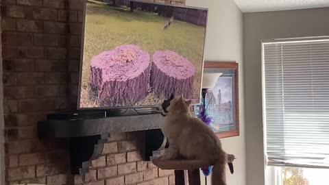 Two funny cats watch bird video