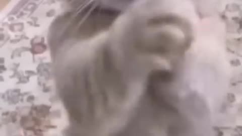 Funny singing cat