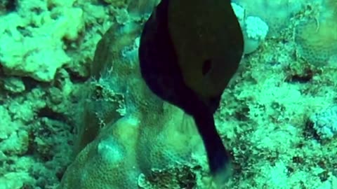NO SOUND - Boxfish
