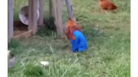 Hilarious Rooster Try Not To Laugh 😂 😂