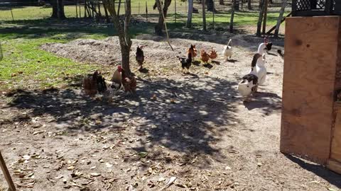 Chickens Ducks Roaming Fun