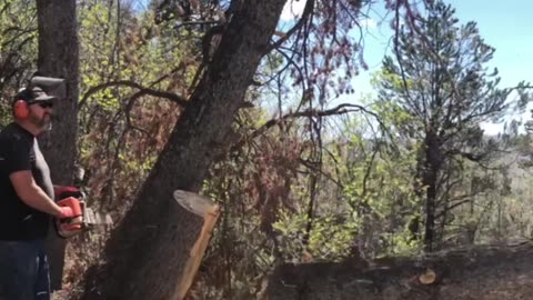 Harvesting Bark Beetle-Killed Tree: Turning Tragedy into Triumph
