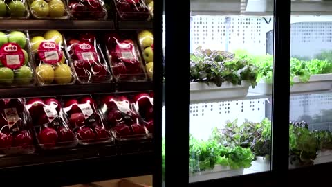 Vegetables grow inside Egyptian supermarket