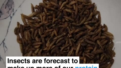 Insects proposed by me World Economic Forum, Deep State and its cabal, edible?
