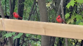 Fall season birds James Gardens Toronto