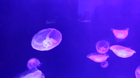 Jellyfish Animals Ocean Sea Tentacles Jellies