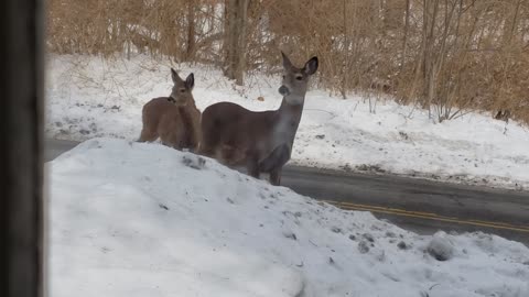 Road Deer