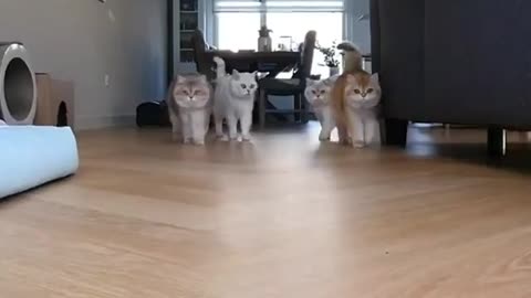 Riot cats guard the house like an army