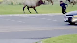 Bull Elk Charges Yellowstone Tourist