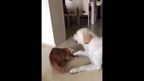 😻 Unleash the Chuckles: Must-See Cat and Dog Laughs Await! 🚀