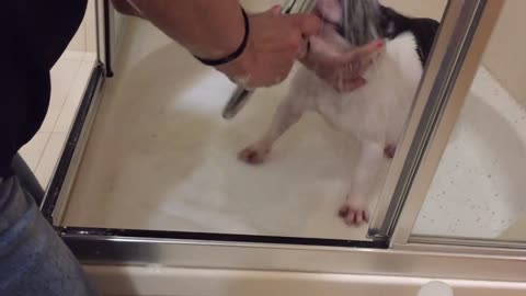 Funny time lapse... Pup HATES bath !!! Watch french bulldog puppy´s first time in shower booth.