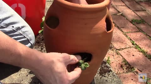 How To Plant Vertical Strawberry Planter