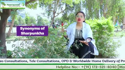 All About Sharpunkha (Tephrosia purpurea) - Benefits and Uses