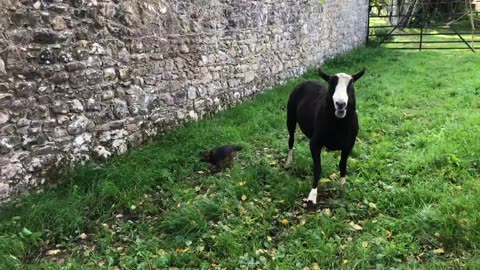 Evidence of badgers & Maya is very bold when Rams with ewes are moved