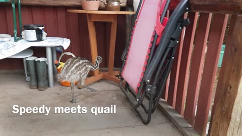 Emu meets quail
