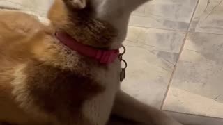 Ginger The Husky Dogs Eats Ice