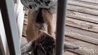 Goat Brings Extra Cuteness to the Door