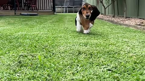 Basset Hound Rushes in to Greet You