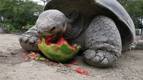 Galapagos Tortoise Can't Get Enough Watermelon