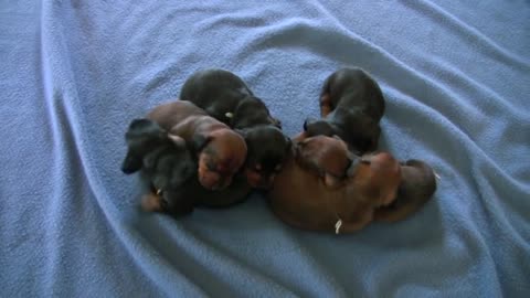 Dachshund - Cute 10 Day Old Puppies