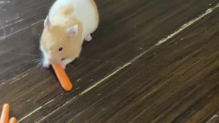 Hamster Stuffs Carrots Into Her Cheeks