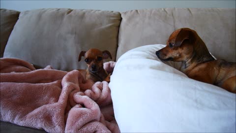 Super Talkative Chihuahua Annoys Her Sister