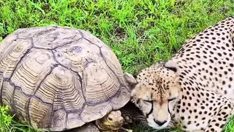 Turtle And Cheetah Are Best Friends