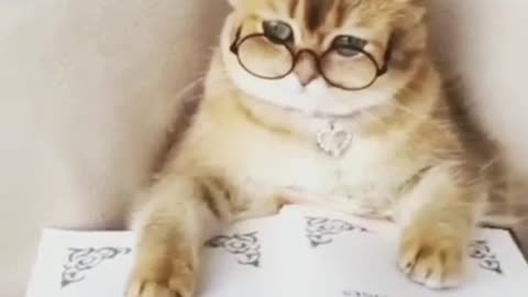 cat video