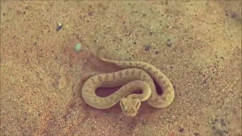 Dubai desert snake Cerastes