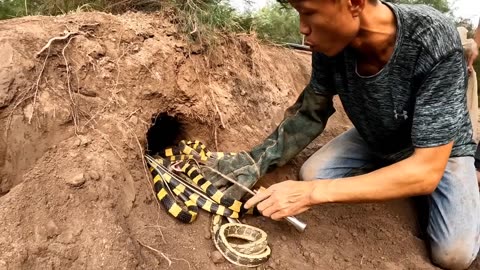 Catch 100 Extremely Poisonous Black Gold Snakes With Bare Hands