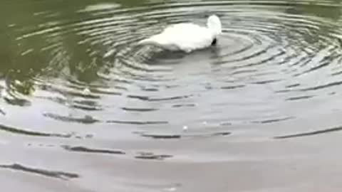 Clean swan