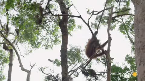How Young Orangutans Are Taught to Fear Snakes 🐍