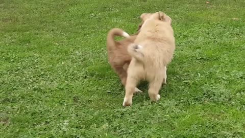 adorable puppy steals keys from the owner