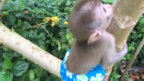 Baby Bonkey climbing tree, Animals home