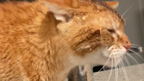 Orange Cat Sits Under Running Faucet to Get a Drink