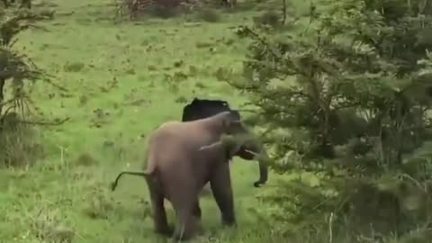 Little Elephant: A Tiny Trunk's Journey"