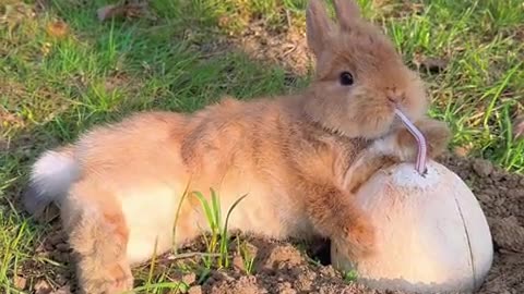 The little rabbit is drinking coconut juice.