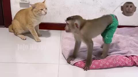War between cat and the Monkey