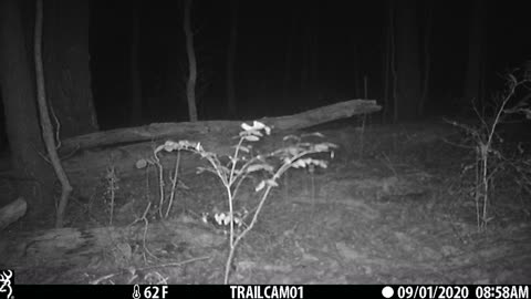 Bobcat in NW Alabama.