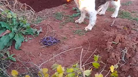 Cleaning up the muscadine vines and Quail update