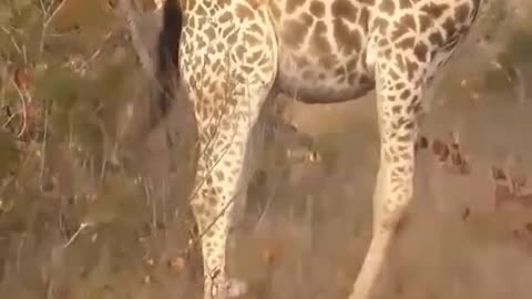 Giraffe giving birth to baby shorts_1080p