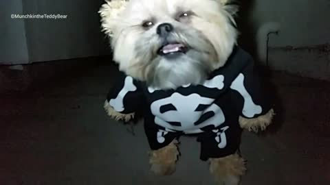 Munchkin the Teddy Bear's skeleton costume