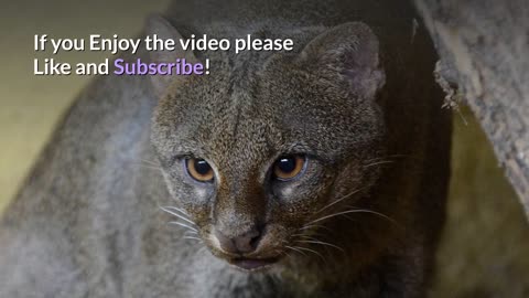 Jaguarundi || Description, Characteristics and Facts!