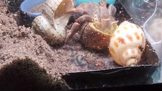 Hermit crab shell transfer
