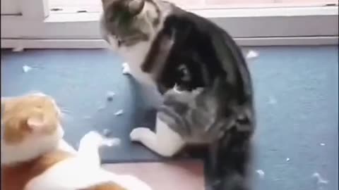 Latest funny cat video 🤣🐈🤩🤣"" Cat fight video