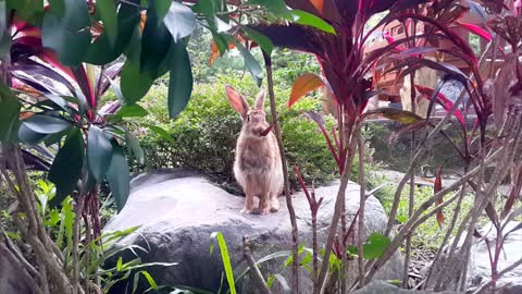 Rabbit eating our greens