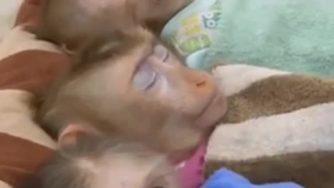 Cute monkey babies 🙉 👶